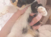 3 beautiful kittens
