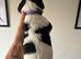 Gorgeous KC reg B&W Springer spaniel pups left