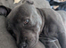 Beautiful Blue Staffordshire bull terrier Girl