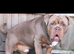 Olde English Bulldog puppies