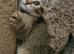Beautiful Scottish fold/straight kittens