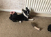 Border collie puppy
