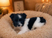 Very tiny Pomeranian boy