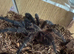 Phormictopus sp. “Green/Gold