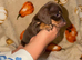 Tiny miniature dachshund