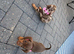 Dachshund puppies