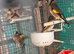 Goldfinch and mule for sale