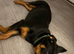 American Rottweiler