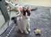TICA REGISTERED MAINE COON KITTENS