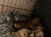 Buni love 6 months old little girl mini miniature
