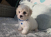Bichon frise