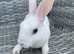 Ready to leave-Pure bred mini Rex