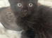 Unique kittens looking for new homes