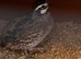 Breeding pair northern bobwhite quails