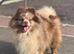 Tiger Feet chocolate merle Kc reg Pom Stud