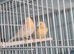 2 male canary