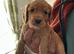Cocker spaniel puppies