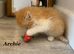 Six absolutely stunning Persian Kittens