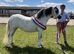 Registered section A mare