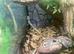 Northern Spiny Tailed Gecko (Strophurus Ciliaris) at Birmingham Reptiles