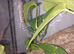 Tokay geckos