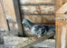 QUALITY RACING PIGEON