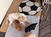 Sporting Lucas terrier cross toy poodle