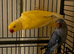 Proven pair of ringnecks