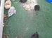 Bantam chickens