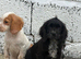 Cocker spaniel puppies