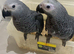 READY TO LEAVE Baby African grey Congo&rsquo;s