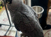 Hand reared blue & gold macaw