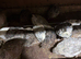 36 young quails for sale
