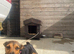 Miniature black and tan Jack Russell