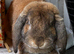 Pure French lop buck