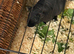 Beautiful male skinny pig