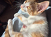 2 kittens Ready To Leave