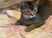 British shorthair x kitten