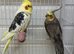 3 cockatiels to go together