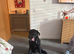 Black Labrador meal