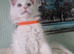 TICA REGISTERED MAINECOON KITTENS