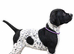 Black and white English pointer pups