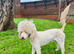 Poodle