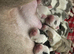 Beautiful American Bulldog Puppies – Family Raised