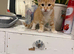 cute baby kitten