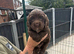 Sprocker