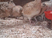 Jumbo coturnix quail POL