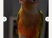 Green Cheeked pineapple conure