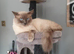 Beautiful Ragdoll kittens