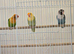 Young baby lovebirds different mutations
